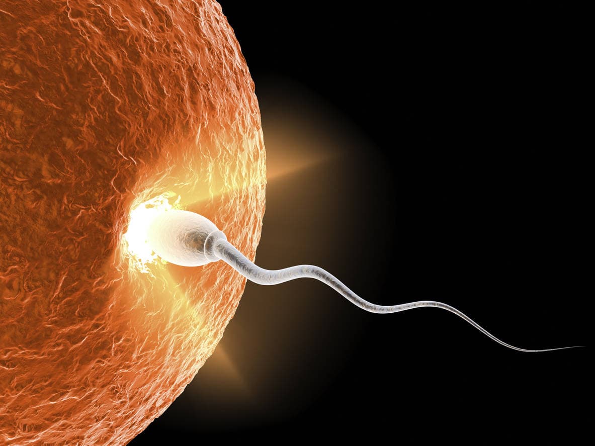 A sperm cell entering an ovum. A bright light is emitting from within the ovum. Symbolizing fertilization.